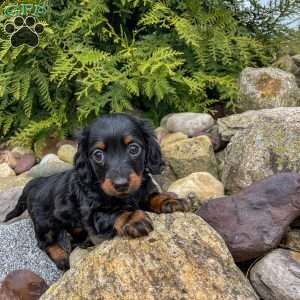 Callie – Mini, Dachshund Puppy