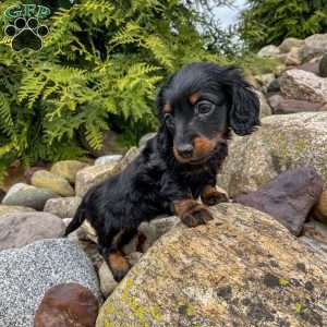 Callie – Mini, Dachshund Puppy