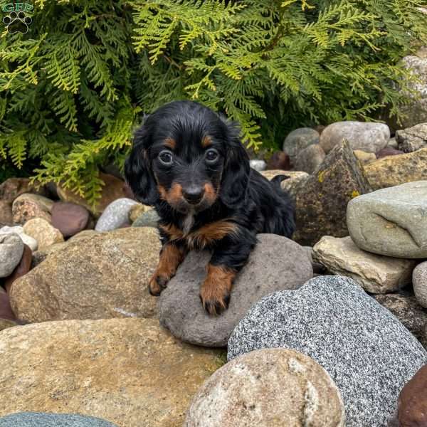 Casey – Mini, Dachshund Puppy