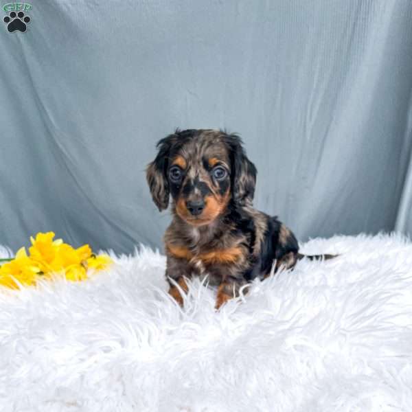 Chase  – Mini, Dachshund Puppy