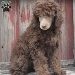 LORENZO- moyen, Standard Poodle Puppy