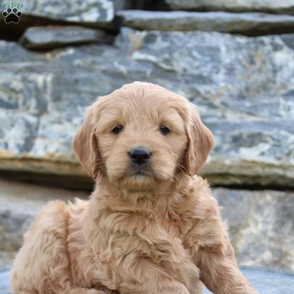 Roxy, Mini Goldendoodle Puppy
