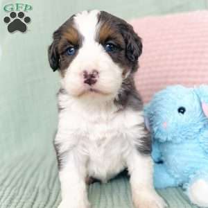 Poppy, Bernedoodle Puppy