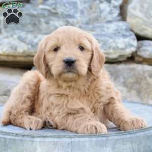 Roxy, Mini Goldendoodle Puppy