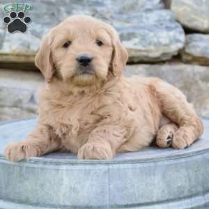 Roxy, Mini Goldendoodle Puppy