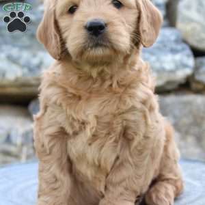 Roxy, Mini Goldendoodle Puppy