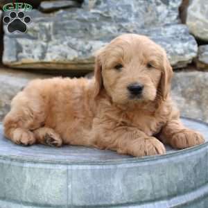 Rover, Mini Goldendoodle Puppy