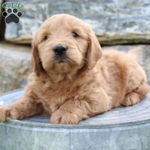 Rover, Mini Goldendoodle Puppy