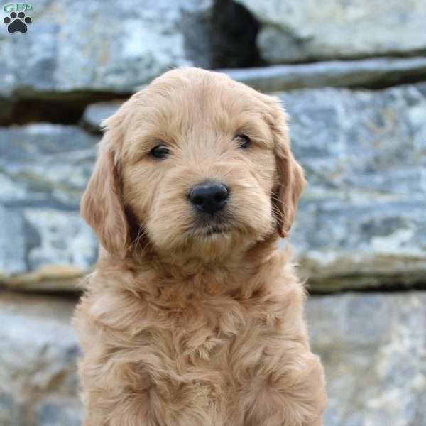 Rover, Mini Goldendoodle Puppy