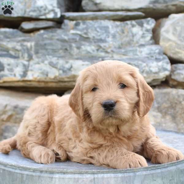 Rocky, Mini Goldendoodle Puppy