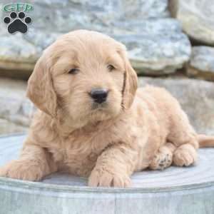 Rocky, Mini Goldendoodle Puppy