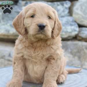 Rocky, Mini Goldendoodle Puppy