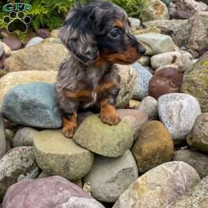 Chase  – Mini, Dachshund Puppy