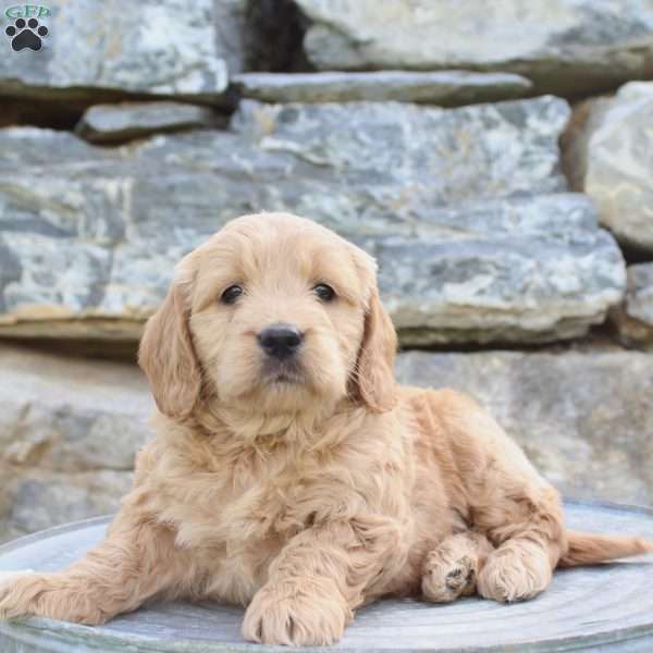 Royal, Mini Goldendoodle Puppy