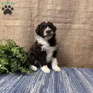 Nell, Portuguese Water Dog Puppy