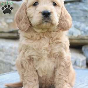 Royal, Mini Goldendoodle Puppy