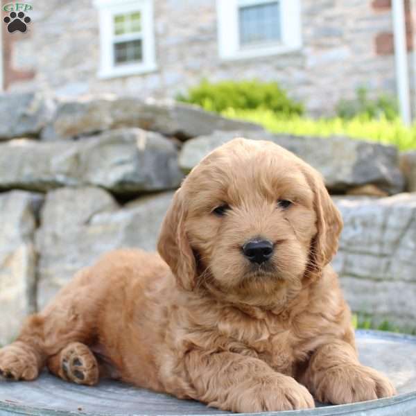 Copy of Remy, Mini Goldendoodle Puppy