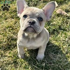 Dior, French Bulldog Puppy