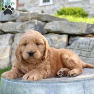 Copy of Remy, Mini Goldendoodle Puppy
