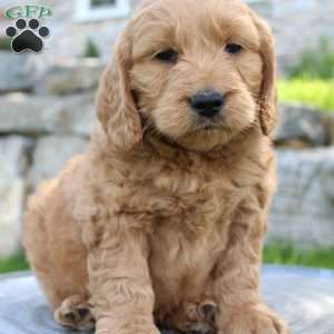Copy of Remy, Mini Goldendoodle Puppy