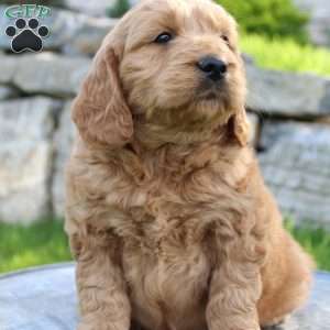 Copy of Remy, Mini Goldendoodle Puppy