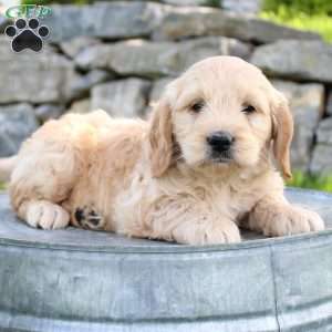 Riley, Mini Goldendoodle Puppy