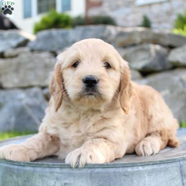 Riley, Mini Goldendoodle Puppy