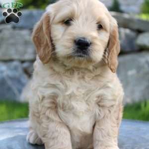 Riley, Mini Goldendoodle Puppy