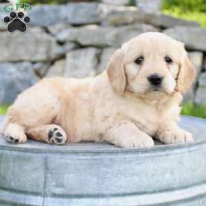 Rose, Mini Goldendoodle Puppy