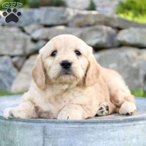 Rose, Mini Goldendoodle Puppy
