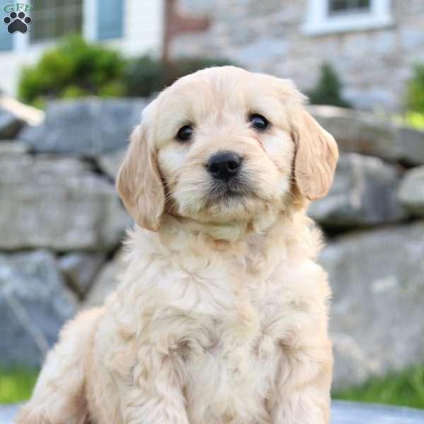 Rose, Mini Goldendoodle Puppy