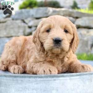 Rita, Mini Goldendoodle Puppy