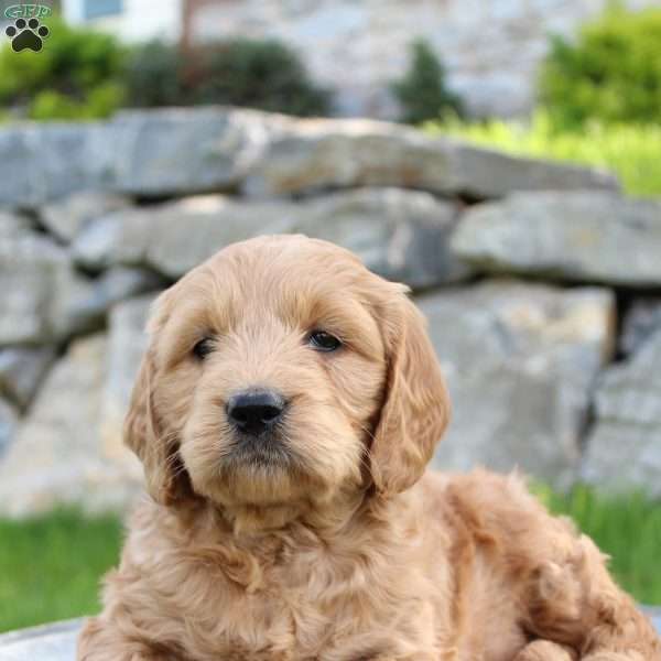 Rita, Mini Goldendoodle Puppy