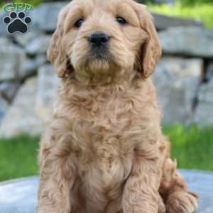Rita, Mini Goldendoodle Puppy