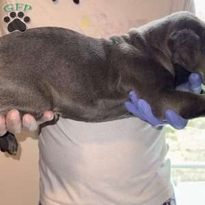 Zeus, Cane Corso Puppy