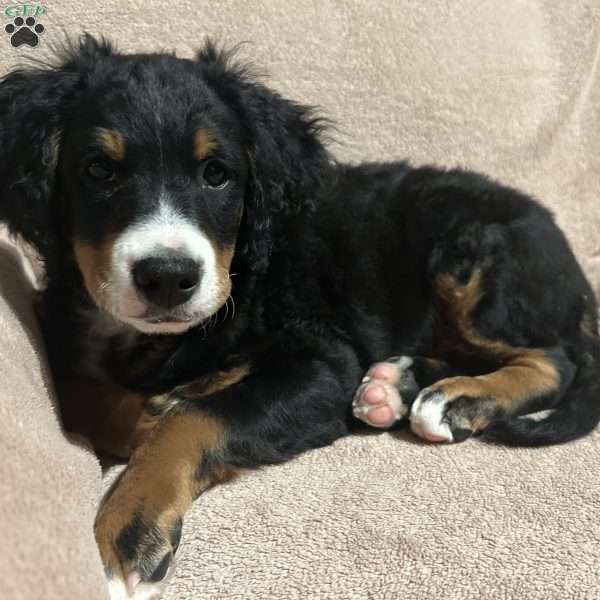 Ethan, Mini Bernedoodle Puppy