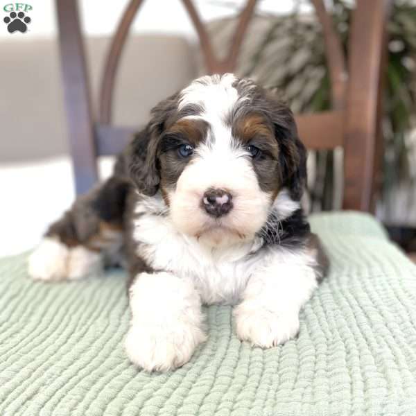 Paris, Bernedoodle Puppy