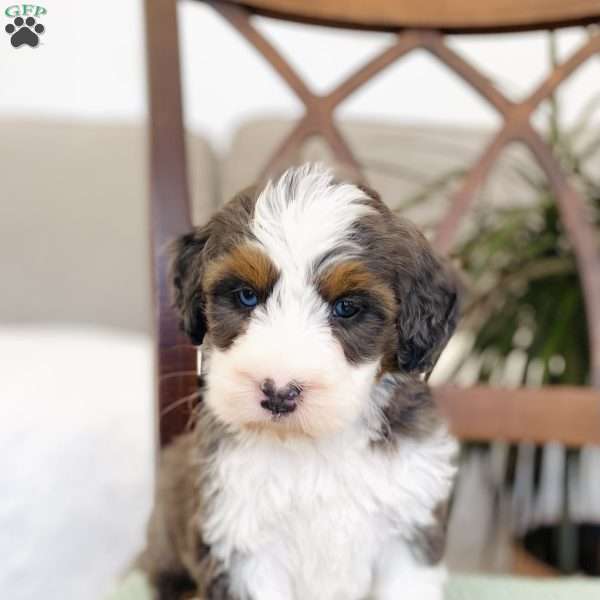 Poppy, Bernedoodle Puppy