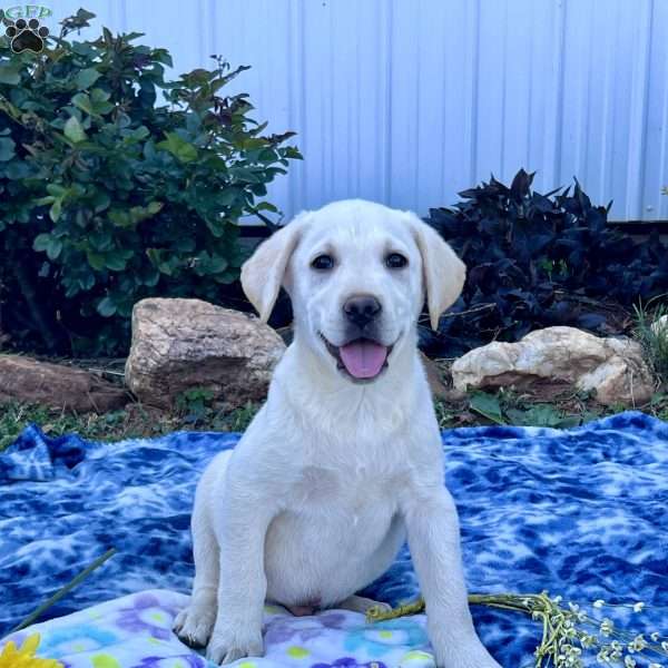 Snowball, Yellow Labrador Retriever Puppy