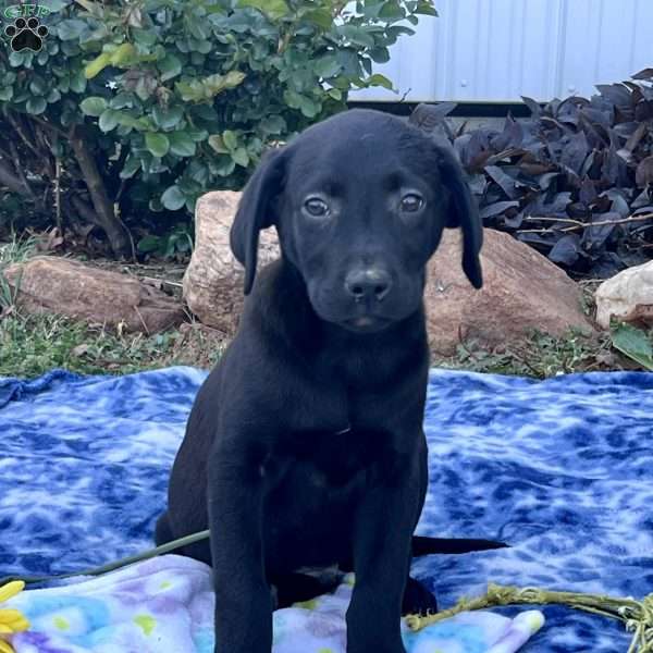 Marshmallow Mike, Black Labrador Retriever Puppy