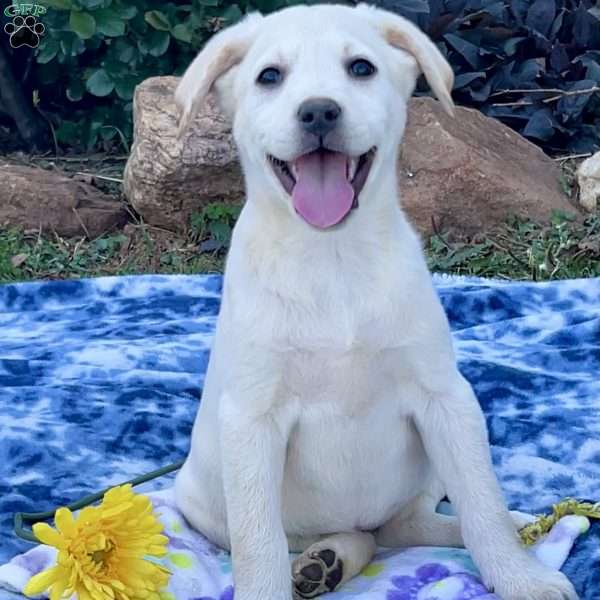 Sassy, Yellow Labrador Retriever Puppy