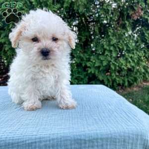 Tucker, Yorkie Poo Puppy