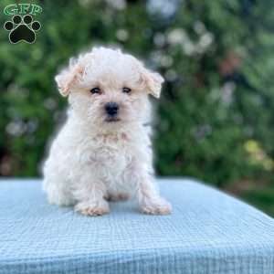 Tucker, Yorkie Poo Puppy