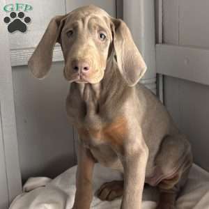 Lilac, Doberman Pinscher Puppy