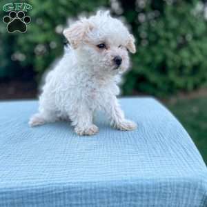 Tucker, Yorkie Poo Puppy