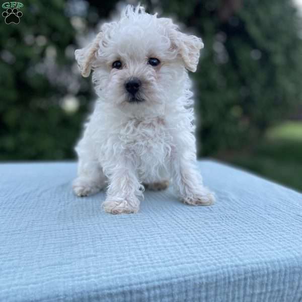 Tucker, Yorkie Poo Puppy
