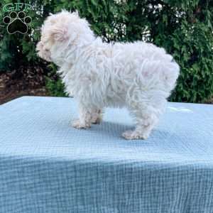 Tucker, Yorkie Poo Puppy