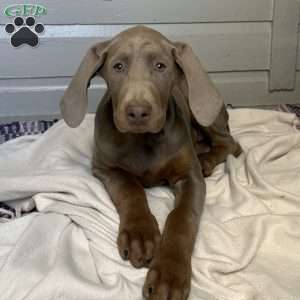 Lilac, Doberman Pinscher Puppy