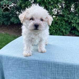 Tucker, Yorkie Poo Puppy