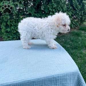 Tucker, Yorkie Poo Puppy